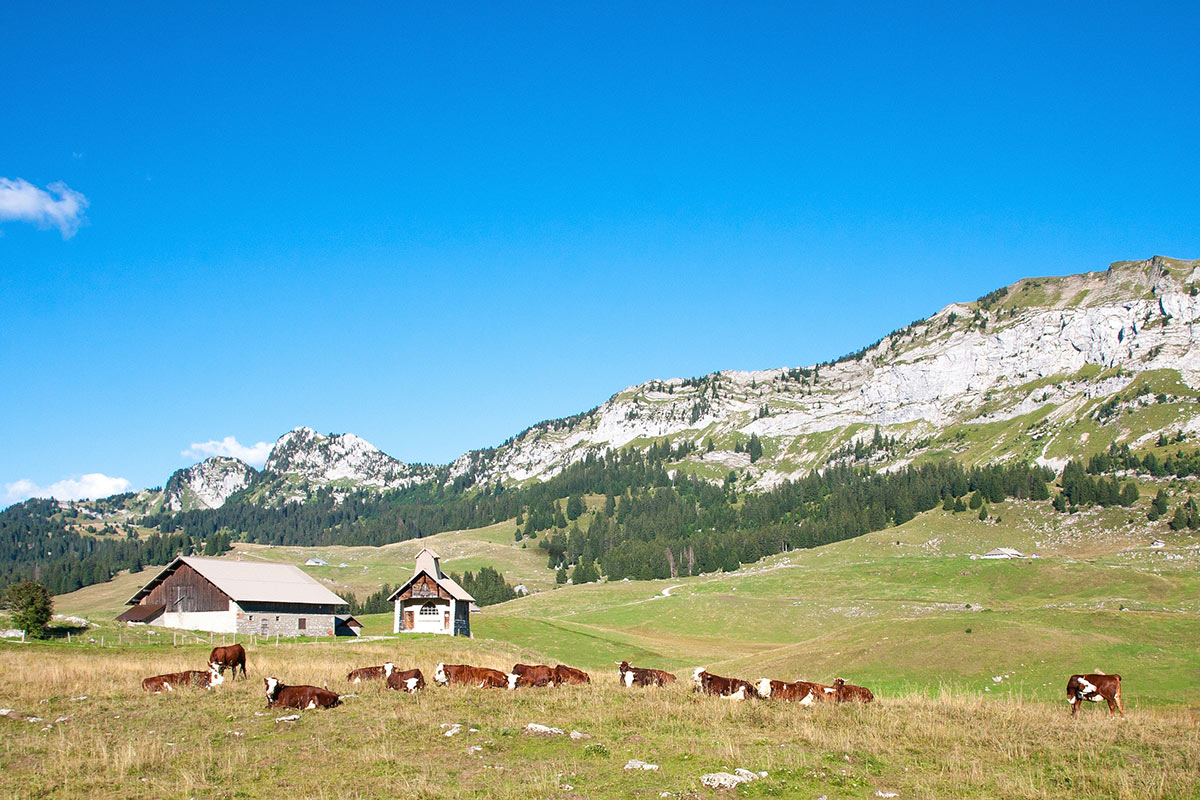 le plateau des Glières